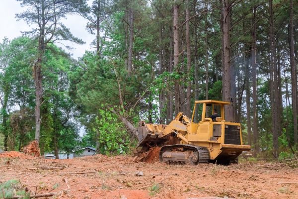 Trees Clearing in Draper