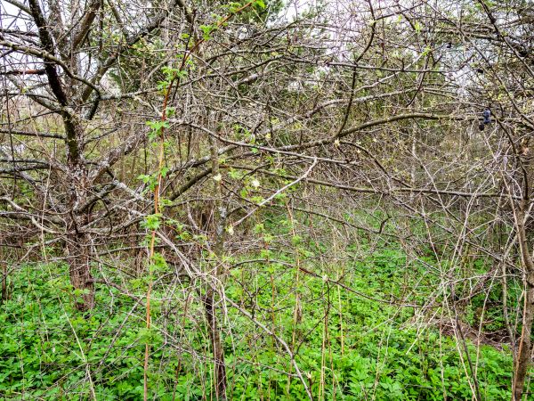 Underbrush Clearing in Draper