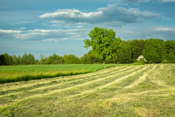 Cost of Vegetation Removal in Draper