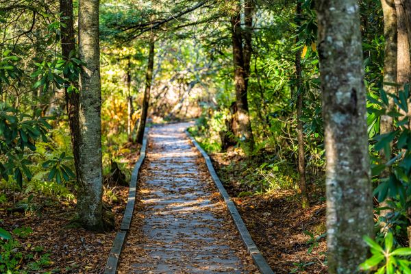 Cost of Trail Clearing in Draper